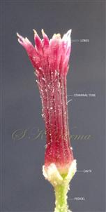  Flower with petals removed